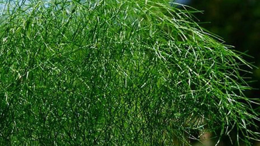 Тмин обыкновенный (Carum Carvi)