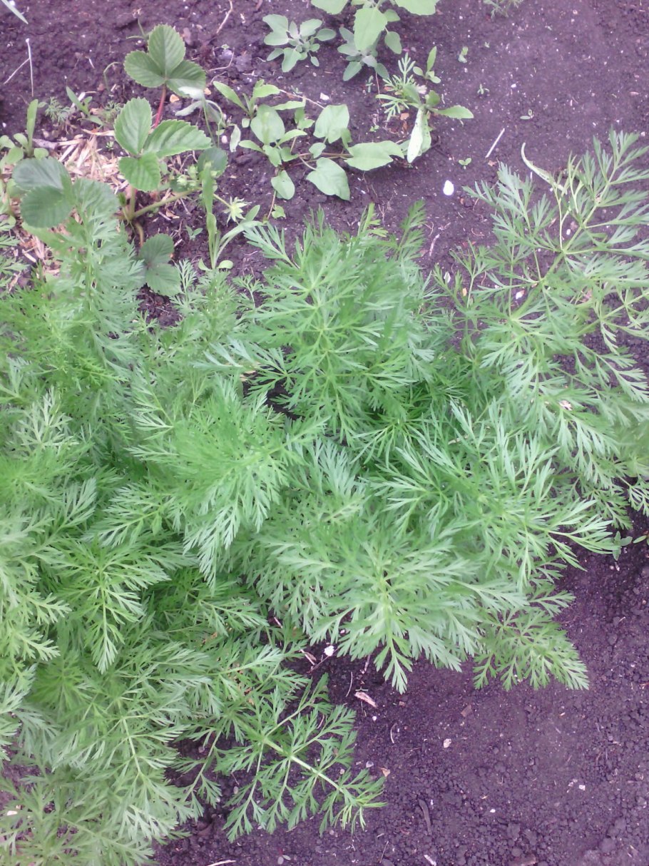 Морковник пряная трава