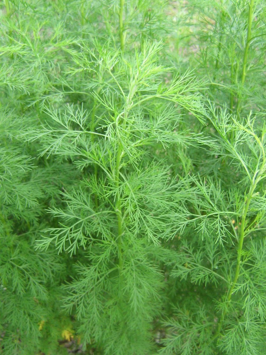 Укроп ветвистый