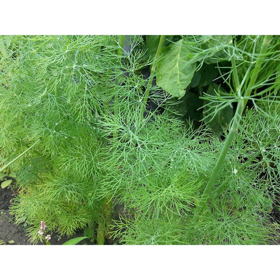 Укроп пахучий укроп огородный