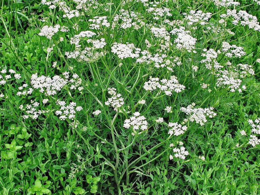 Тмин обыкновенный (Carum Carvi)