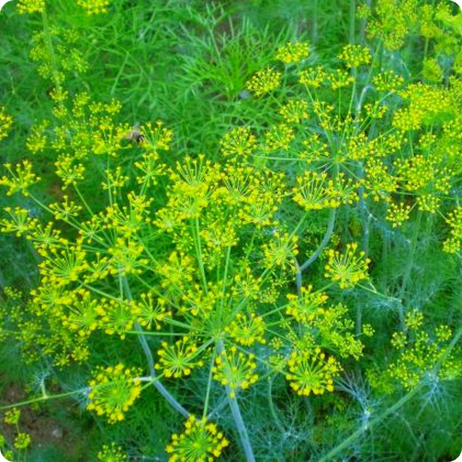 Полынь-абротан(Artemisia abrotanum)."Божье дерево"