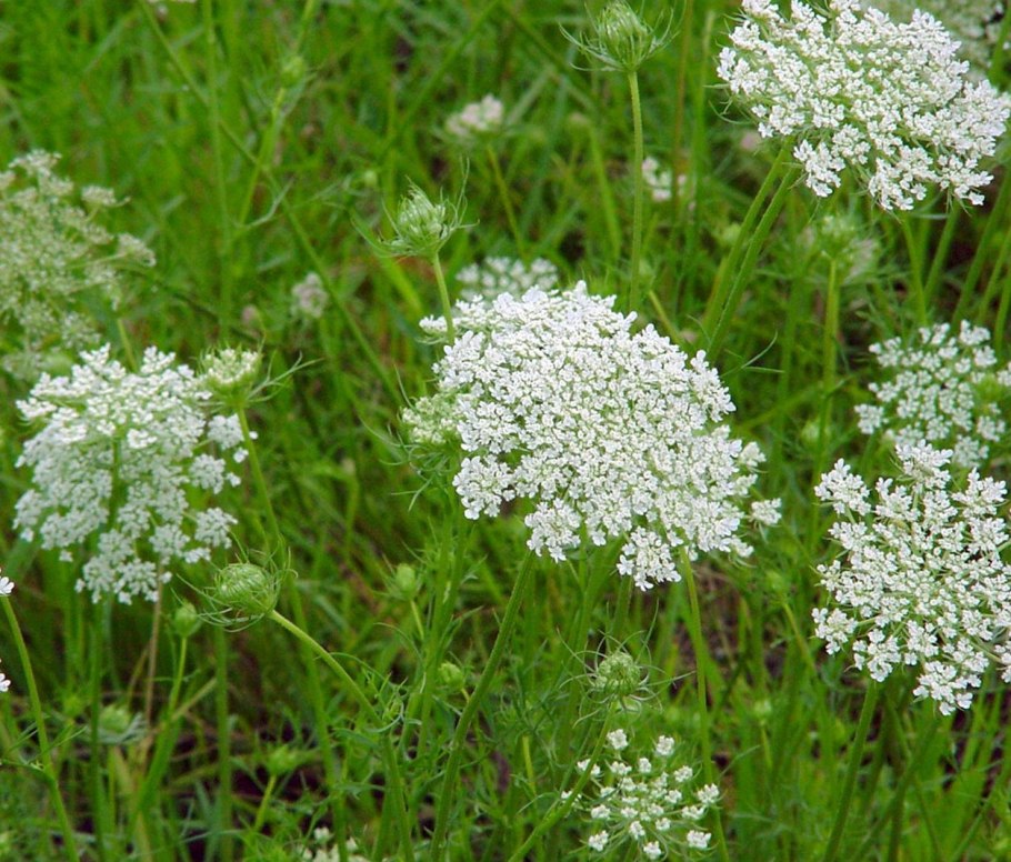 Куриная лапка сорняк