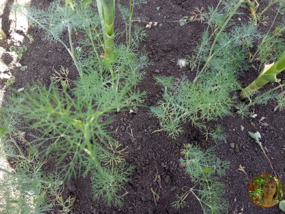 Сорняк похожий на укроп