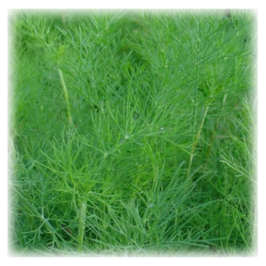 Петрушка (Petroselinum crispum)