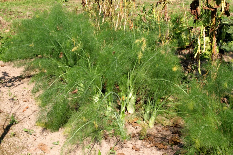 Фенхель обыкновенный