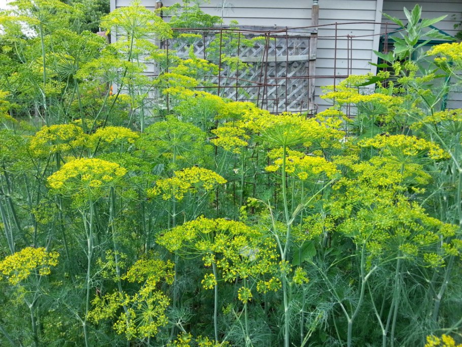Фенхель (Foeniculum)