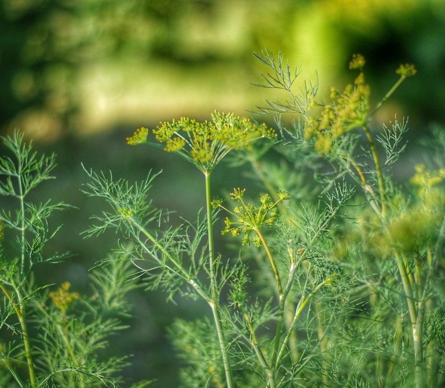 Борщевик ядовитые части