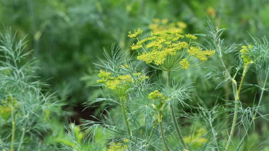 Укроп сорт Дилл