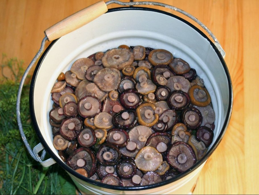 Грибы чернушки засолка