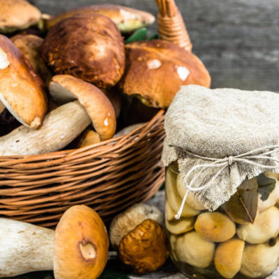 Подгруздок чёрный Russula adusta.