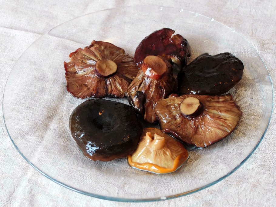 Млечник блёклый