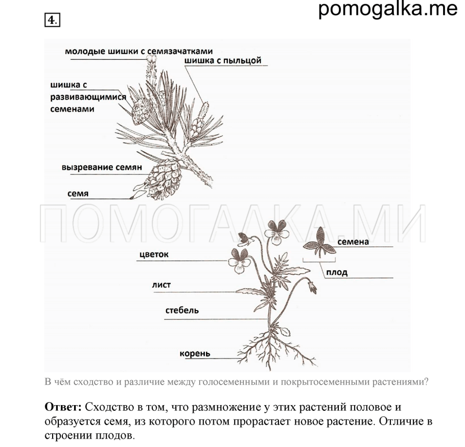 Систематика голосеменных растений