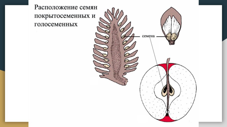 Стадии развития половых клеток таблица