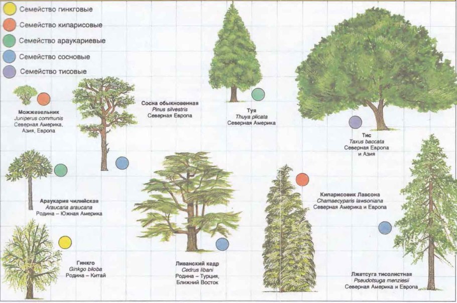 Покрытосеменные растения