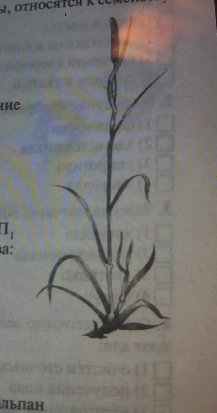 Край листовой пластины липы