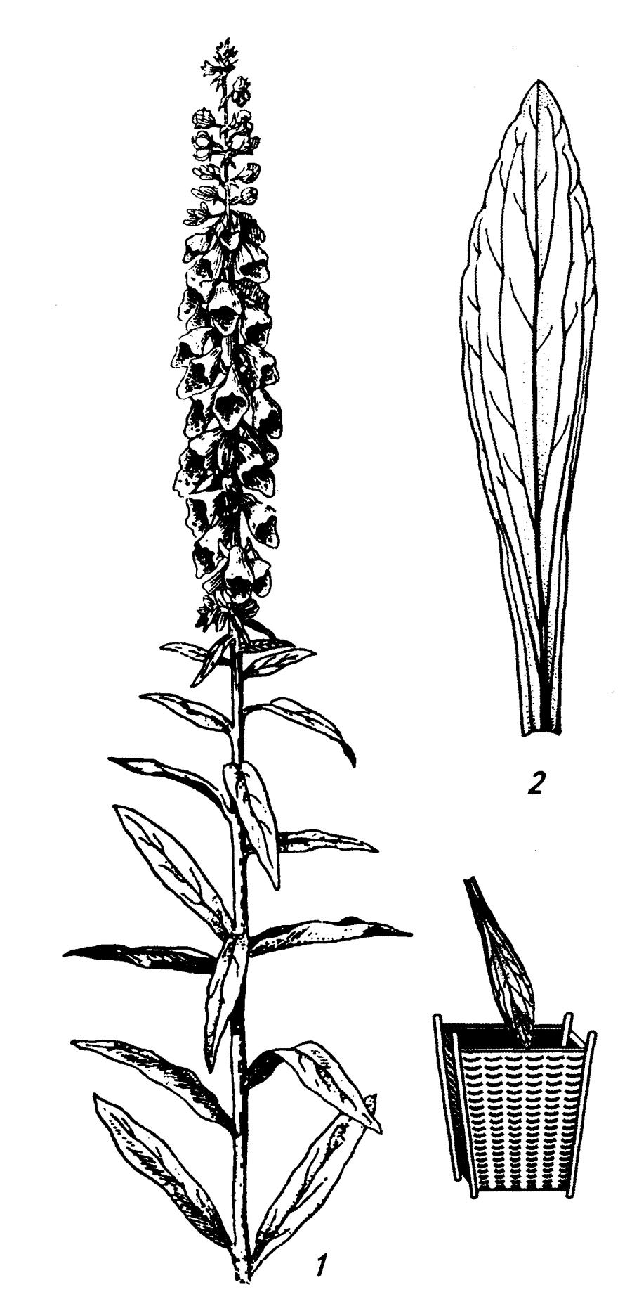 Дуговидное жилкование листовой пластинки