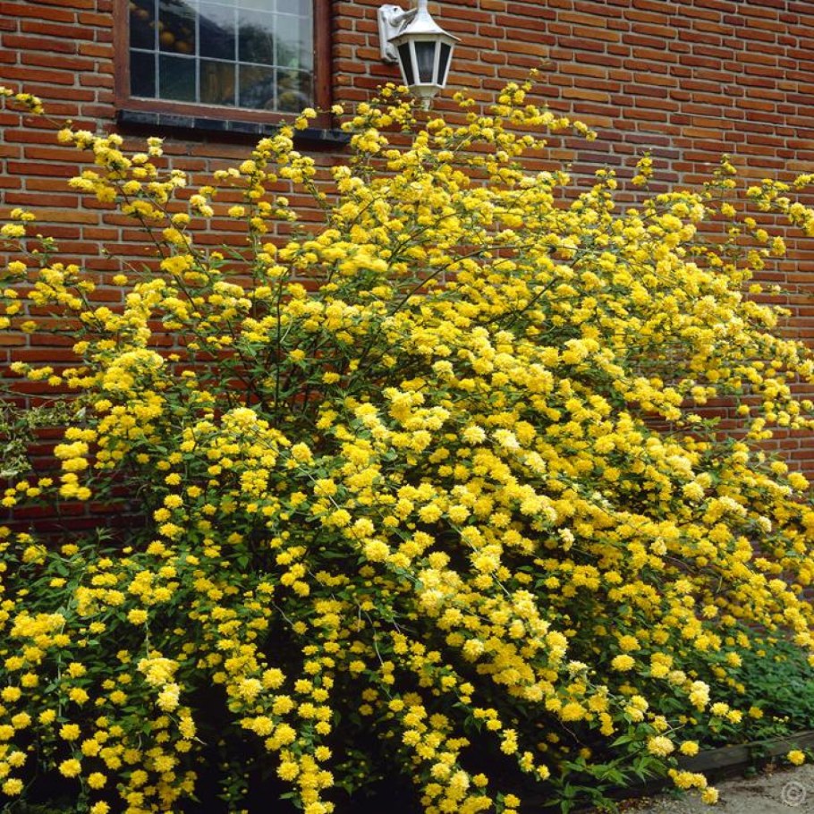 Гортензия метельчатая Limelight