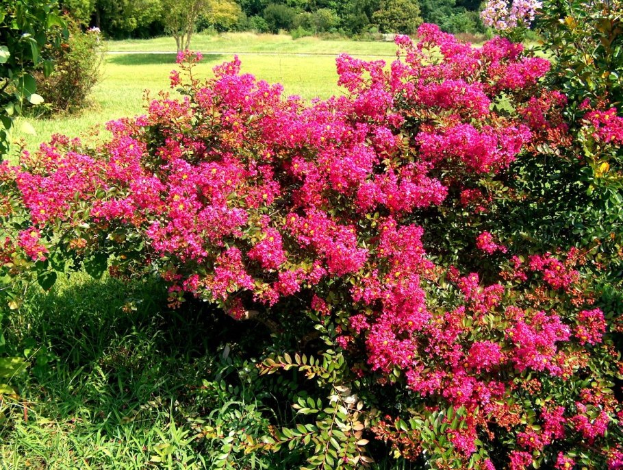 Майский сад сирень черёмуха