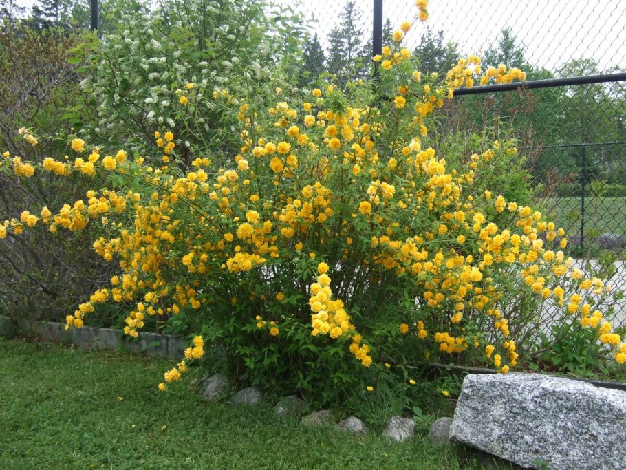 Японская вейгела кустарник