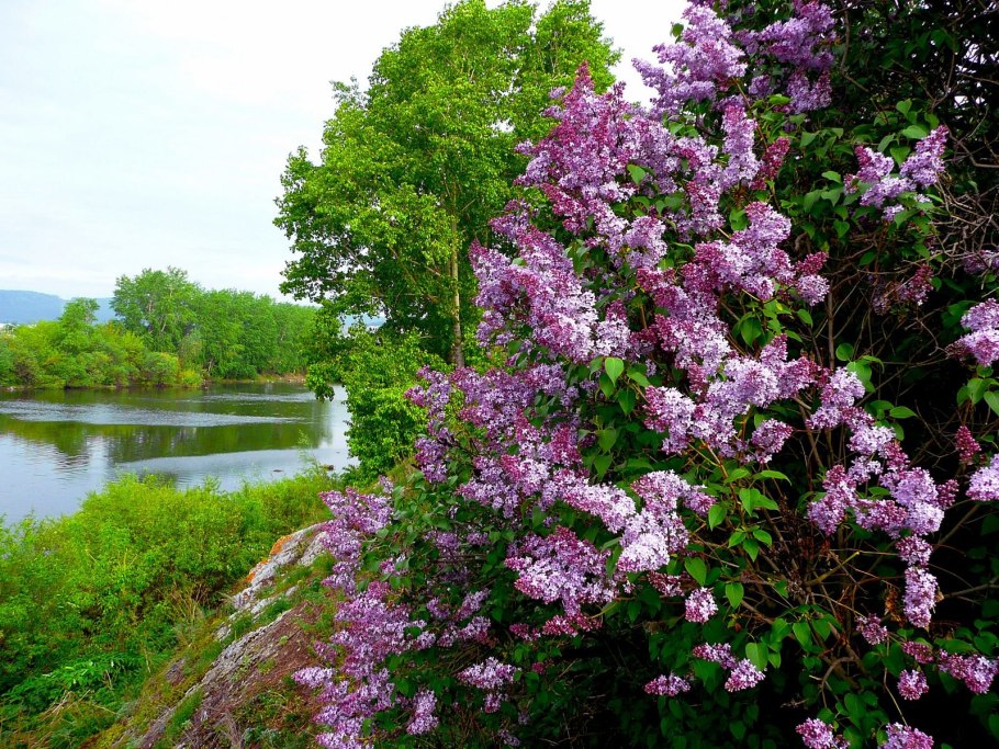 Рододендрон жёстковолосистый