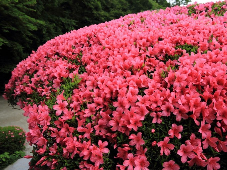 Карликовая Персидская сирень