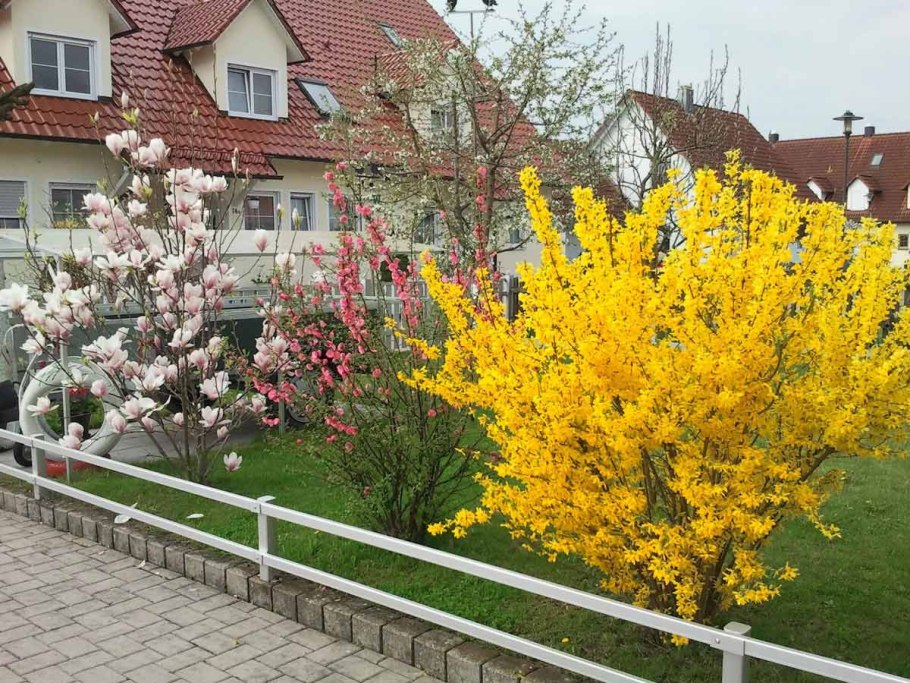 Рододендрон 'praecox'