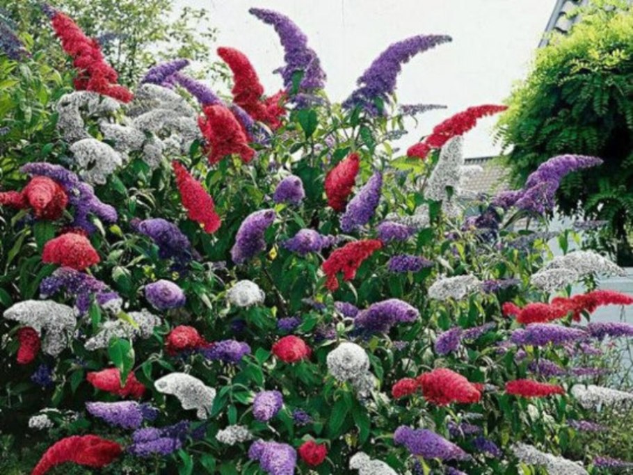 Астильба Эденс Одиссей