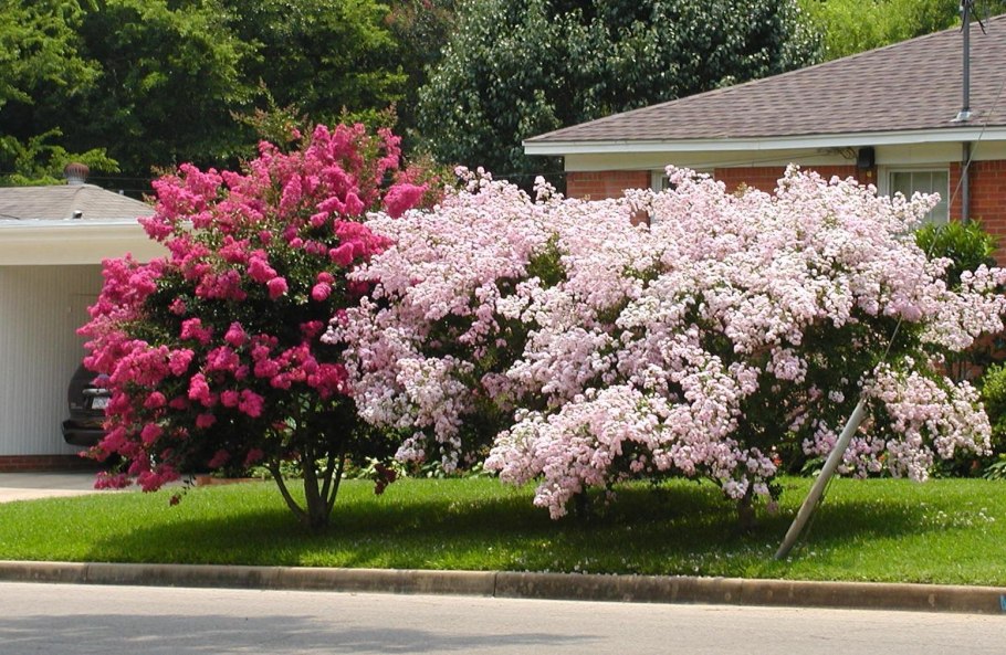 Кустарник Давида будлея