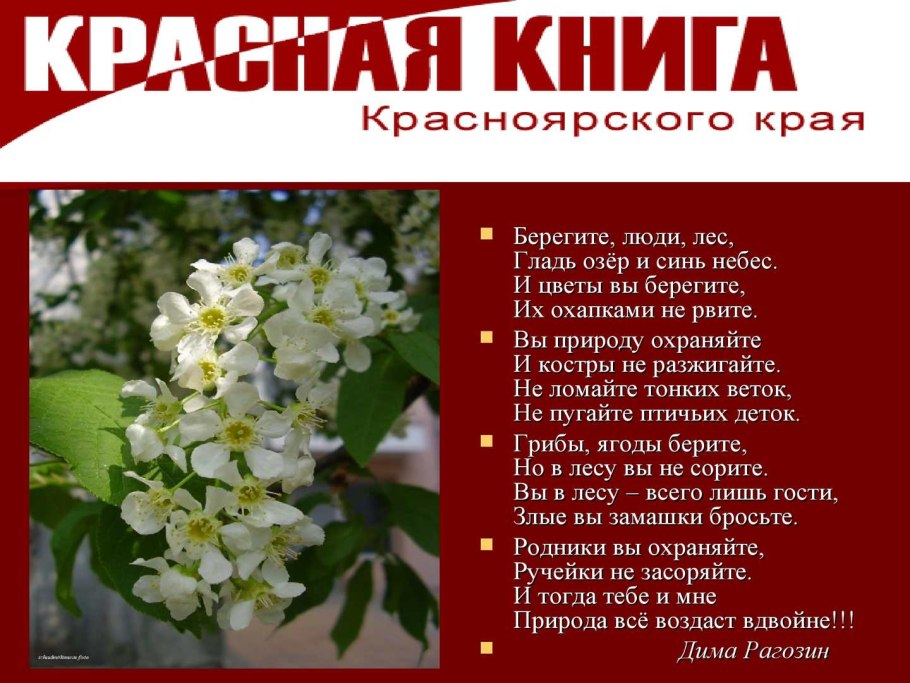 Цветы красной книги Красноярского края