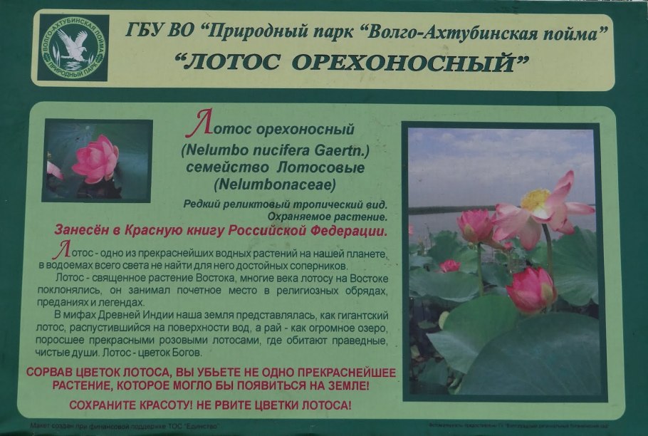 Растения занесенные в красную кувшинка белая