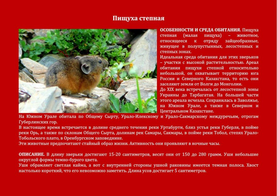Венерин башмачок