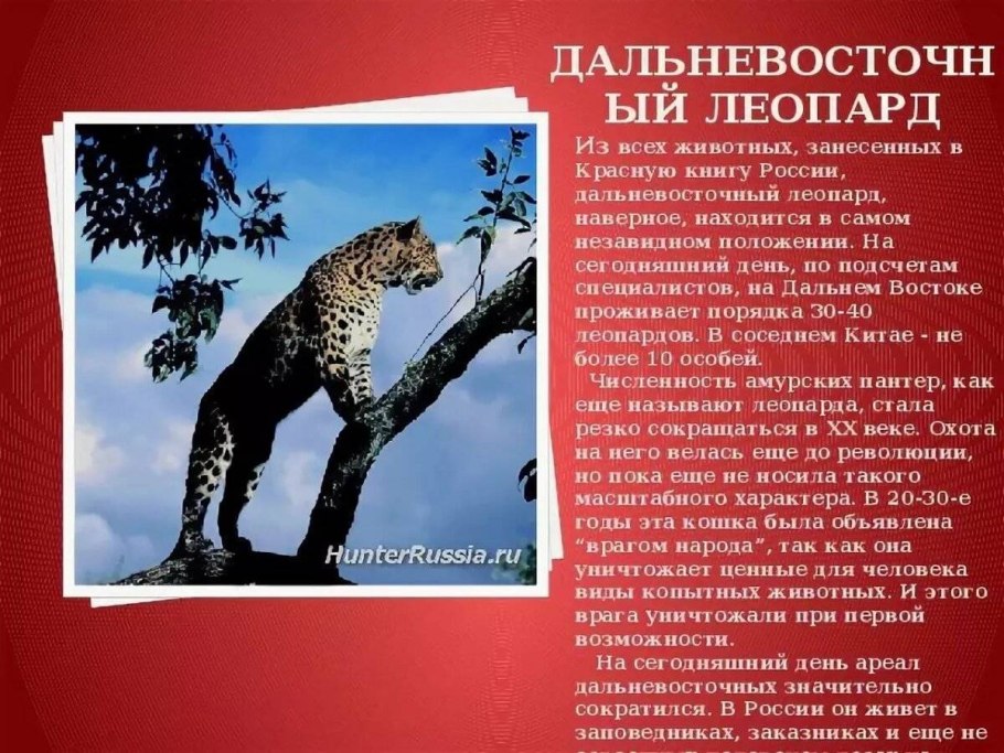 Венерин башмачок садовый