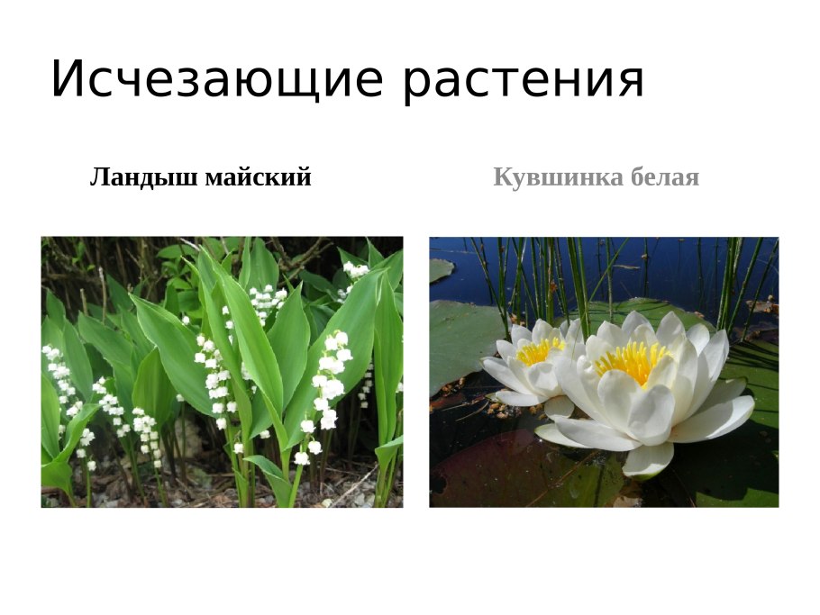 Крымский первоцвет Крокус