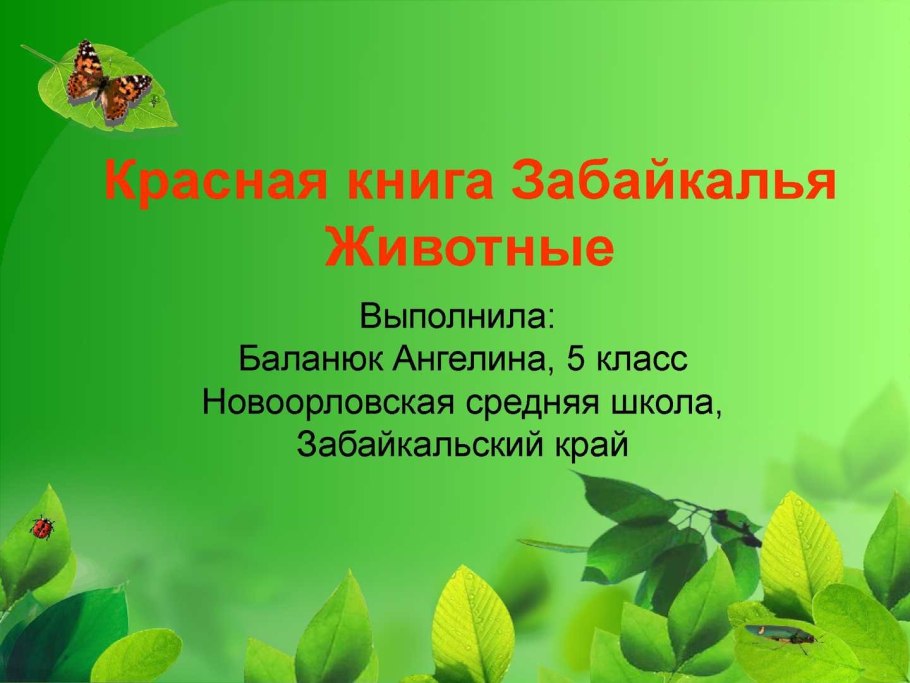 Башмачок крупноцветный