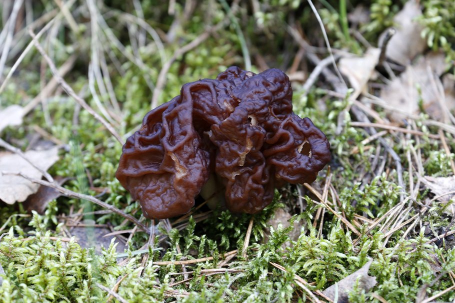 Gyromitra Gigas picture