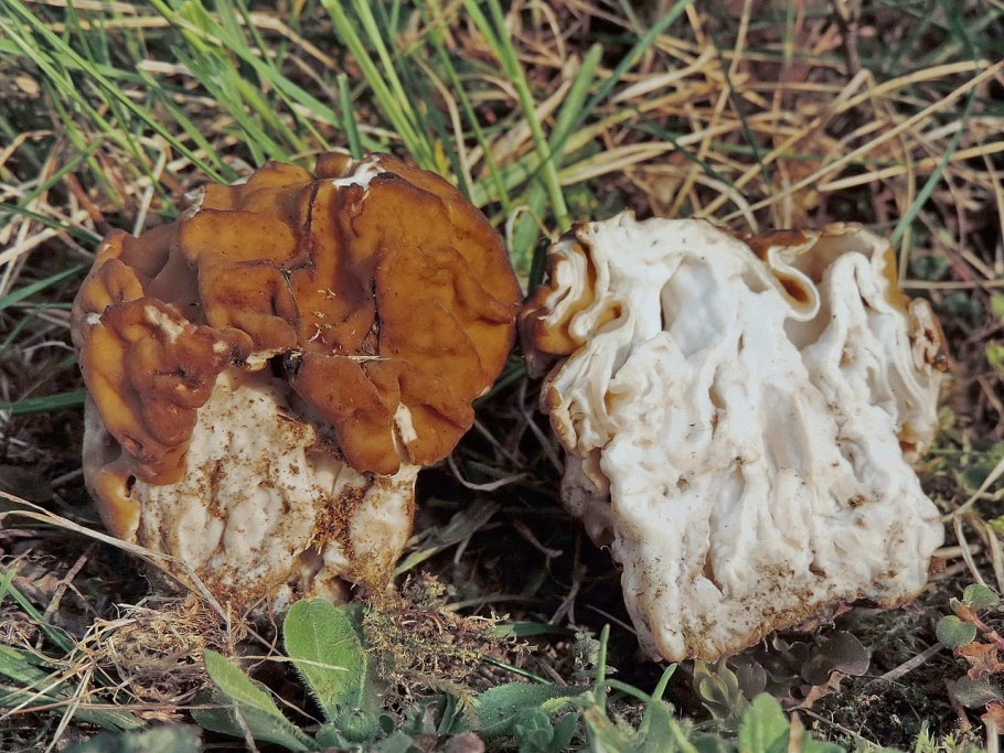 Gyromitra esculenta