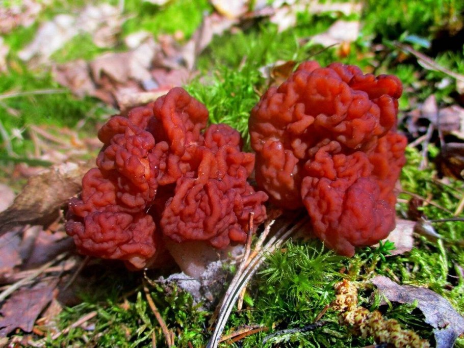 Обыкновенный строчок (Gyromitra esculenta)