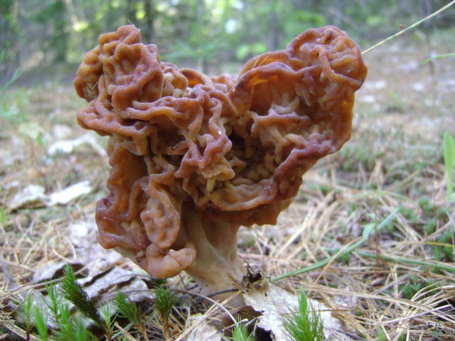 Gyromitra esculenta