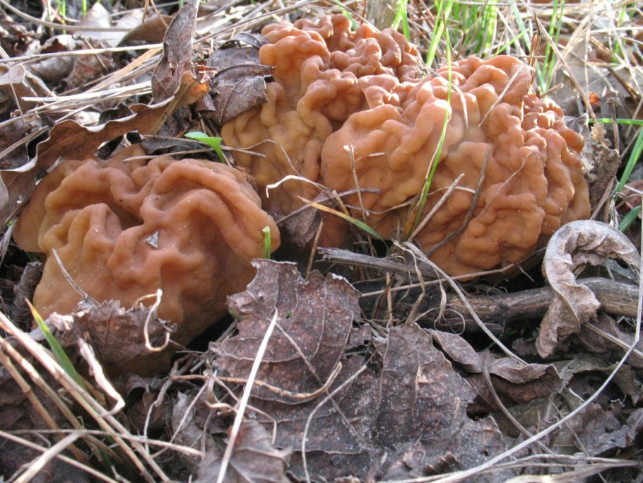 Ложные сморчки вида Gyromitra esculenta