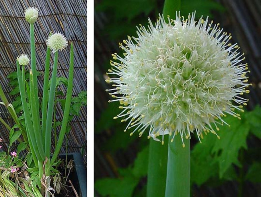 Allium ascalonicum