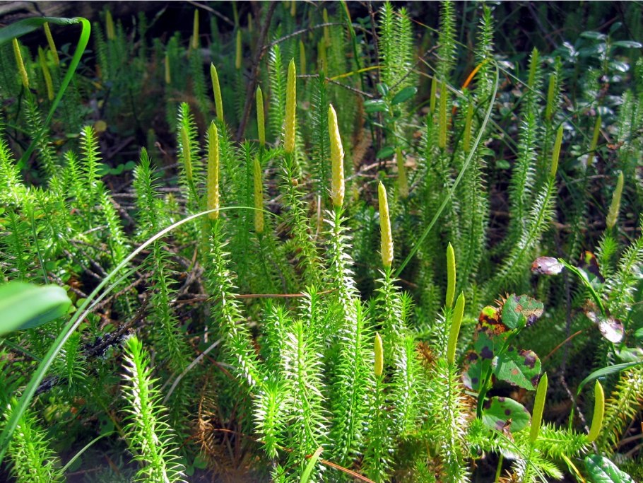 Плаун булавовидный (Lycopodium clavatum)