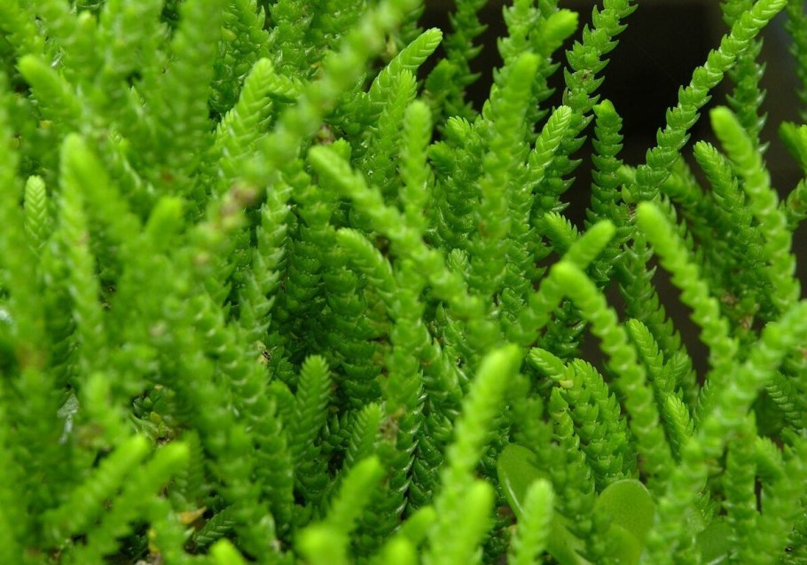 Колосок Lycopodium clavatum