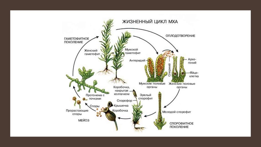 Жизненный цикл плауновидных схема