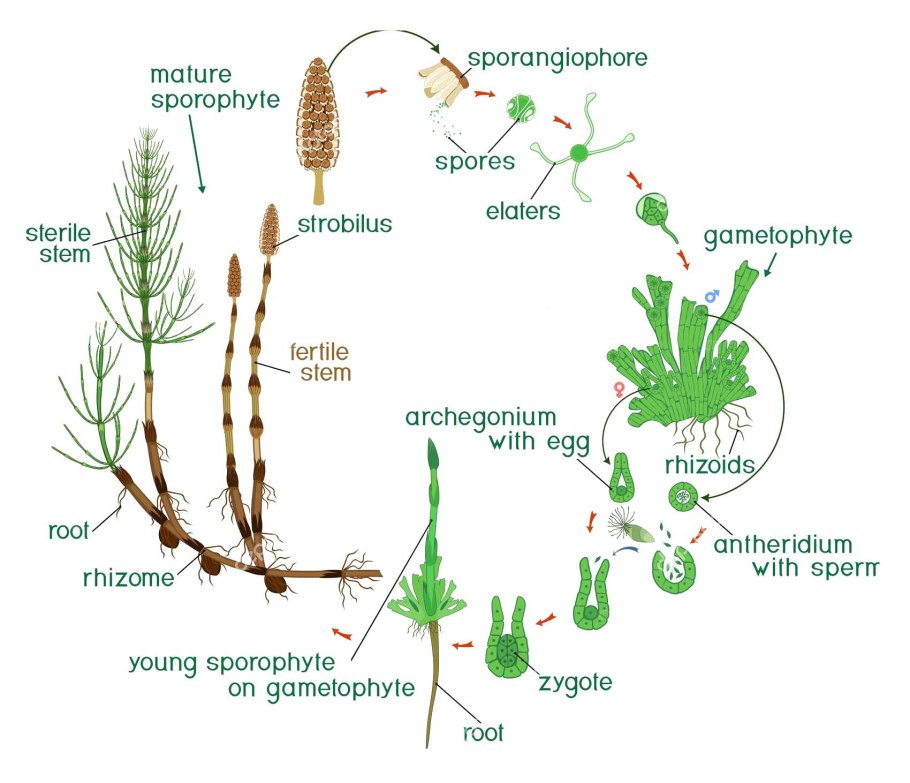 Плаун ликоподий