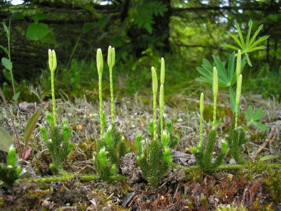 Лепидодендроны каменноугольного периода