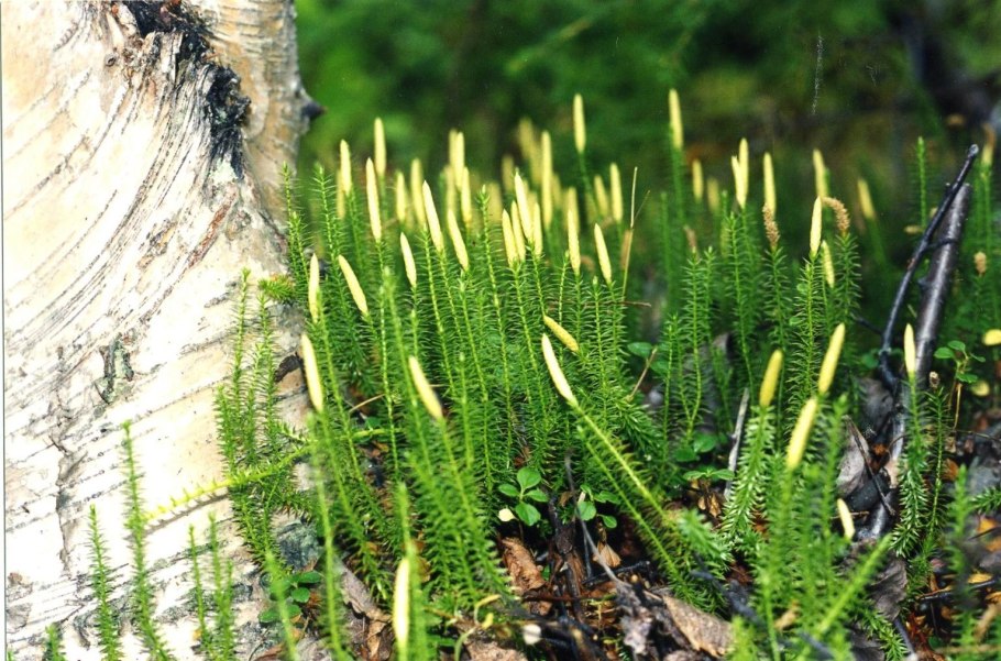 Плаун годичный (Lycopodium annotinum)