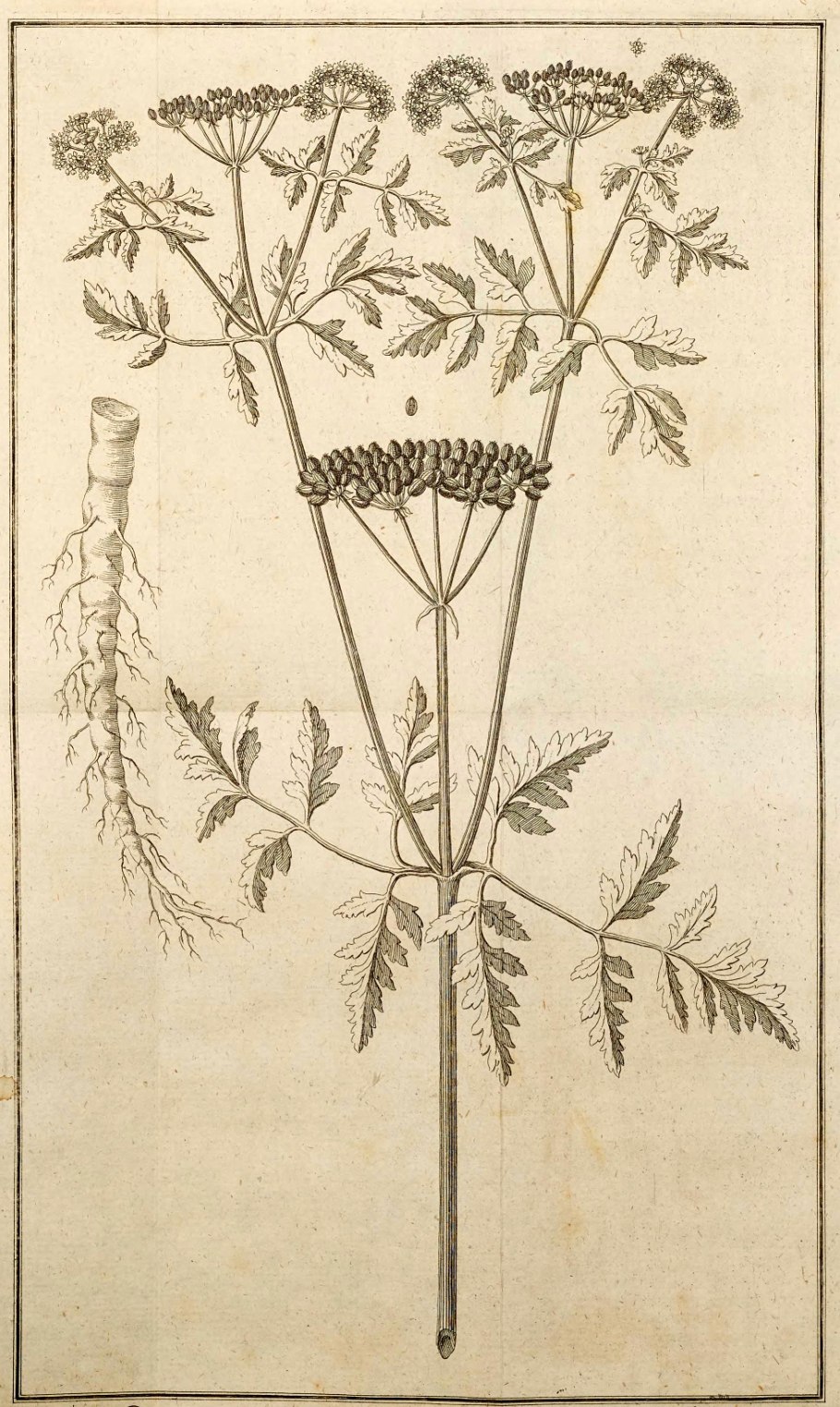 Болиголов настойка