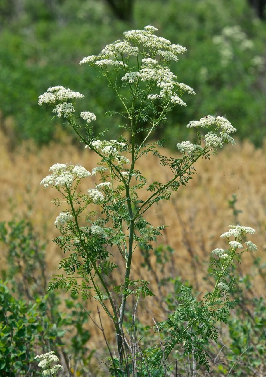 Кервель в лесу где растет