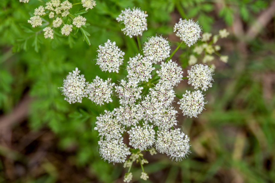 Болиголов пятнистый ботаника